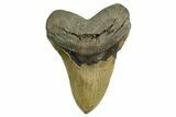 Huge, Fossil Megalodon Tooth - North Carolina #371298-1